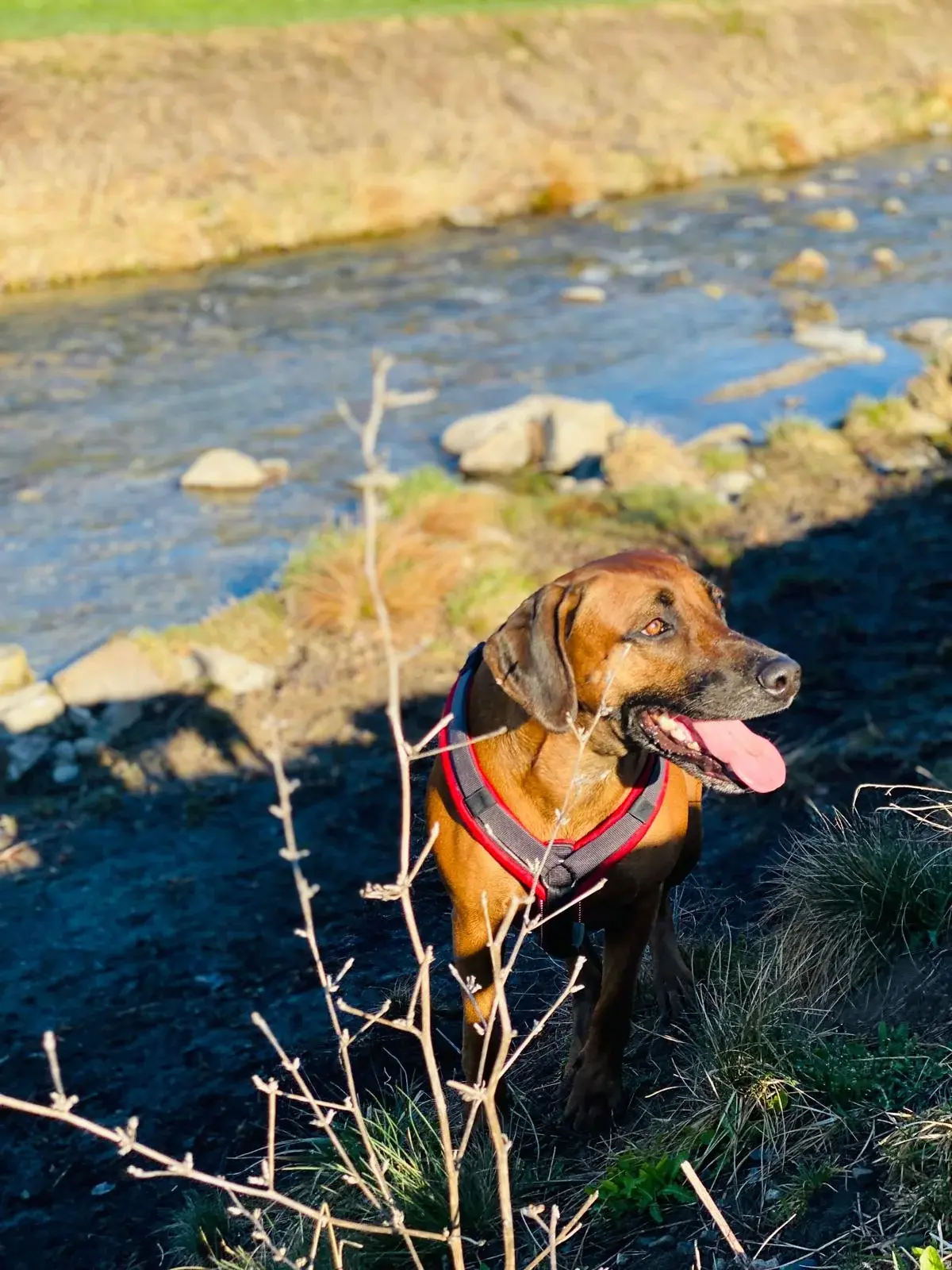 Mona-Marleen Krueger with her dog — Revenue Management Consultant